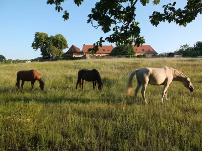 Comment les Chevaux Facilitent la Méditation et la Croissance Personnelle