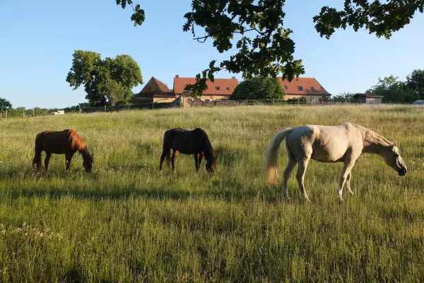 Comment les Chevaux Facilitent la Méditation et la Croissance Personnelle