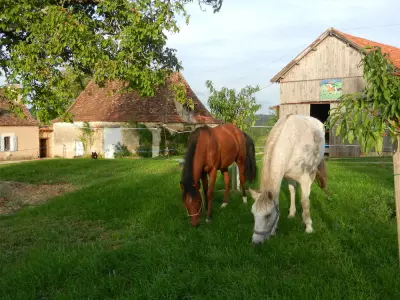 Rencontres Sensorielles avec le Cheval , Explorer ses Sens et ses Émotions