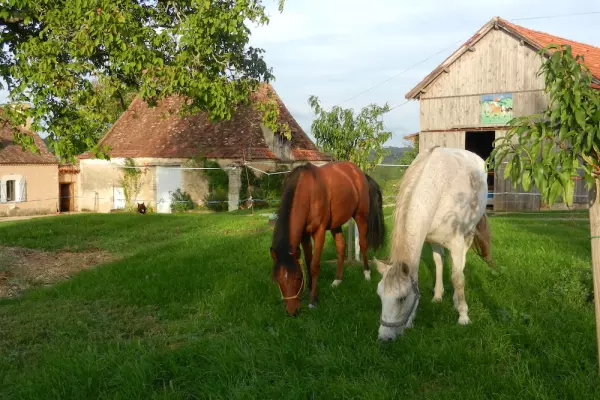 Rencontres Sensorielles avec le Cheval , Explorer ses Sens et ses Émotions